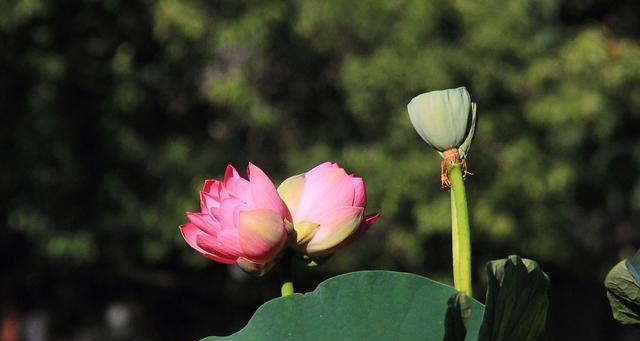 并蒂莲的象征意义（双莲并蒂的美丽传说）