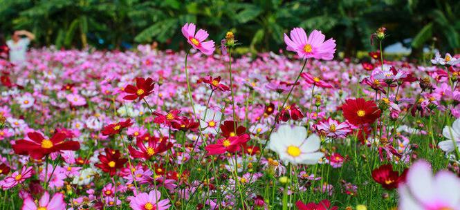 波斯菊的花语及其美丽寓意（探寻波斯菊的花语之美）