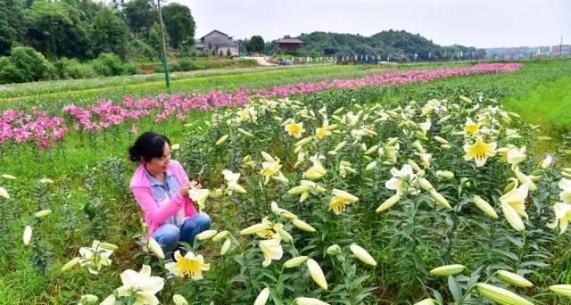 百合种植的产量、产值和利润（探究百合种植的市场前景和技术要点）