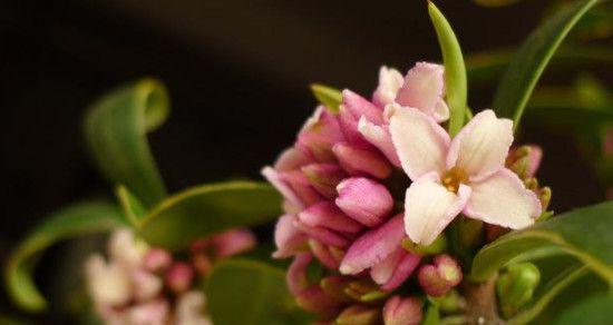 绚烂多彩的瑞香花花语（探索瑞香花的丰富花语）