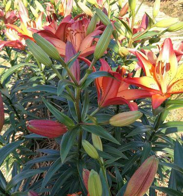 百合的开花季节、时间及次数（春季是百合开花的黄金季节）