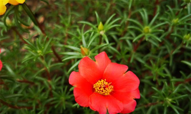 太阳花的花语之色彩多样性（探索太阳花不同颜色的花语与意义）