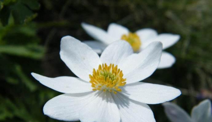 缤纷色彩的银莲花花语（揭示银莲花各颜色的含义与象征）