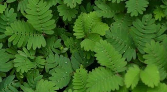 草本植物的种类和特点（探索丰富多样的草本植物世界）