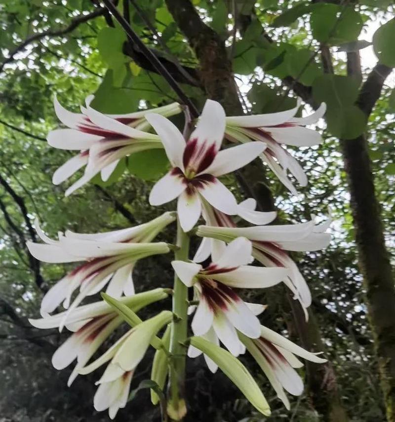 探秘百合花的芳香之谜（百合花的香气和药用价值及其适用范围）