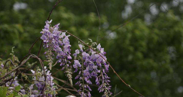 常春藤花语的象征与寓意（探索常春藤花的深意）