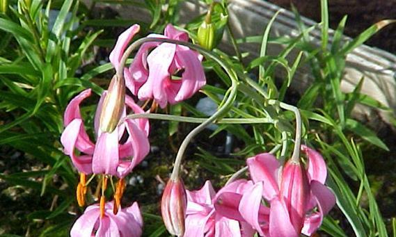 四季百合的开花频率（一年开花几次）