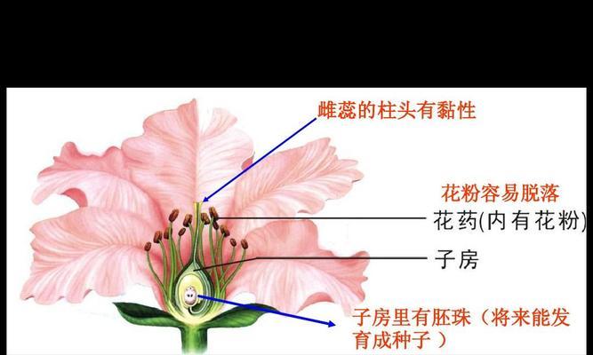 百合修剪技巧（正确的剪枝方法和注意事项）