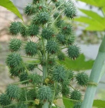 探索大戟科植物的奇特之处（了解大戟科植物的特征和适应性）