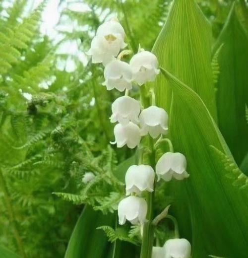 花开纯洁之爱，永恒追寻（用花的语言述说爱情的美好）