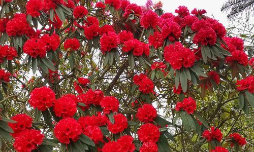 百里杜鹃开花时间及花期（了解百里杜鹃）