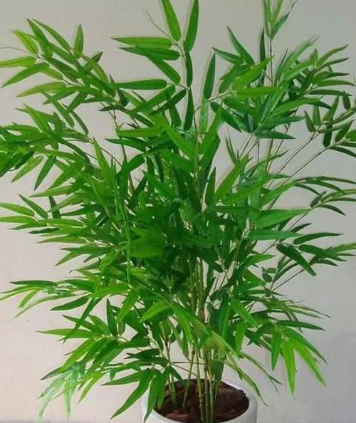 植物的力量（探索植物世界中代表积极向上的品种与特质）