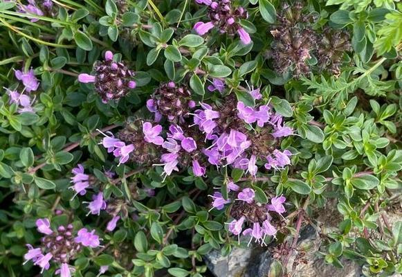 百里香是多年生草本植物吗（揭开百里香的生长秘密）