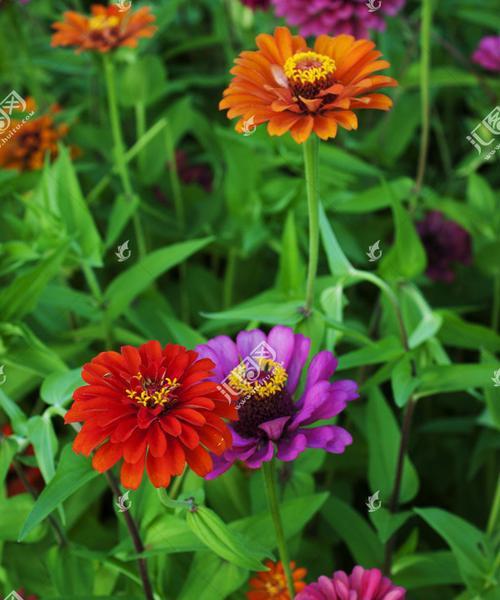 百日菊是多年生植物吗（百日菊的生长习性和特点探究）