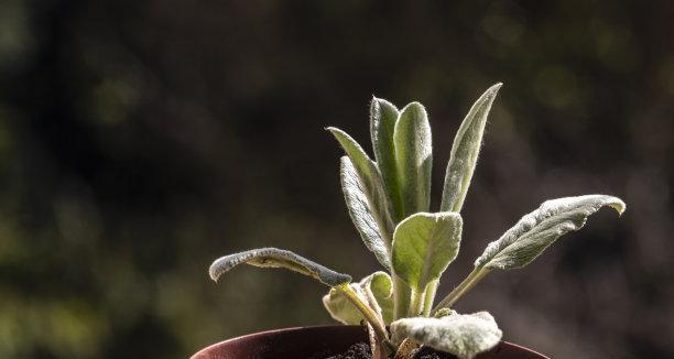 忠诚之花（绽放于忠诚的花海中的植物之美）