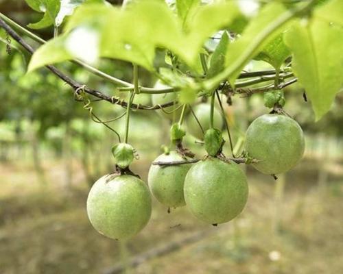 百香果怎样浇肥最好（百香果浇什么肥料合适）