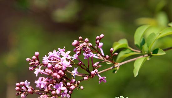 丁香花语之美（丁香花的花语及其深层含义）