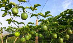 百香果种植时间解析（从播种到收成全程掌握）