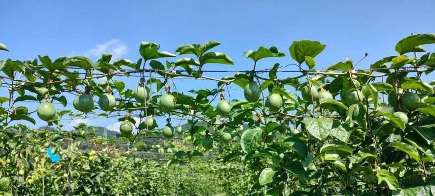 百香果种植指南（最佳时间）