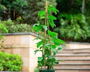 探讨百香果的生长周期和特点（多年生植物的奇妙之处与种植技巧）