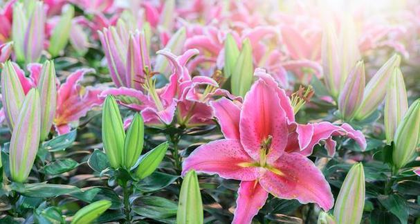 粉色百合花的花语与寓意——传递爱与美的象征（探索粉色百合花背后的深刻含义）