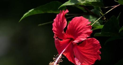 扶桑花（寄予希望的花朵——扶桑花）