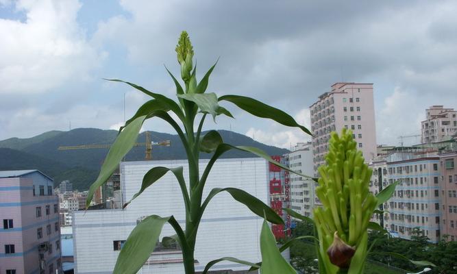 富贵竹开花的寓意及预示（揭开富贵竹开花背后的神秘面纱）