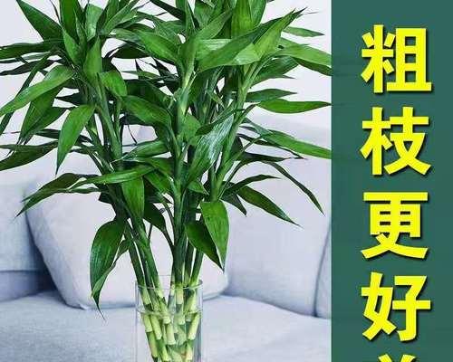 富贵竹（象征着财富）