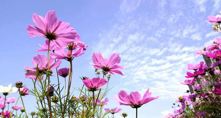 格桑花的象征意义与传承（揭开格桑花的深刻内涵）