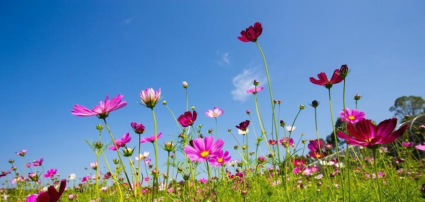 格桑花的花语和寓意（揭秘格桑花的内涵和象征）