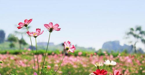 格桑花的花语——纯洁与坚强（探寻格桑花的花语）