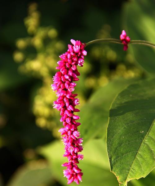 狗尾巴花的花语与意义（揭开狗尾巴花的秘密）