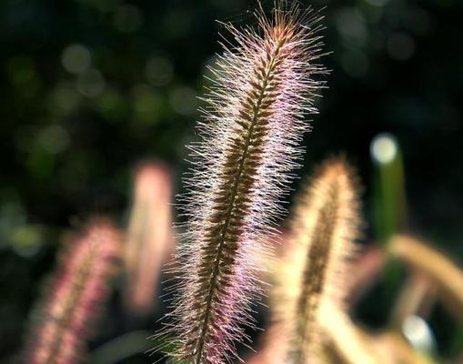 狗尾草花语之美（以狗尾草的花语传递真挚情感和无尽勇气）