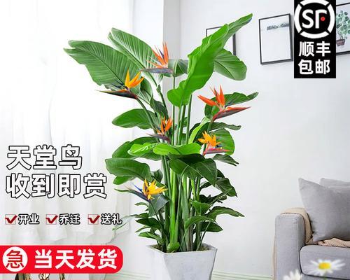 新家的客厅摆放什么植物好？——为您推荐适合搬新家客厅的盆栽