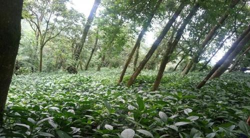 板蓝根的种植时间（掌握最佳时间）