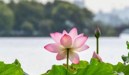 以荷花为象征的人（荷花的美丽与坚韧）