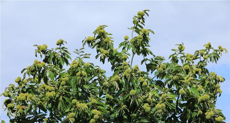 板栗上市季节剖析（了解板栗成熟上市的时间和规律）