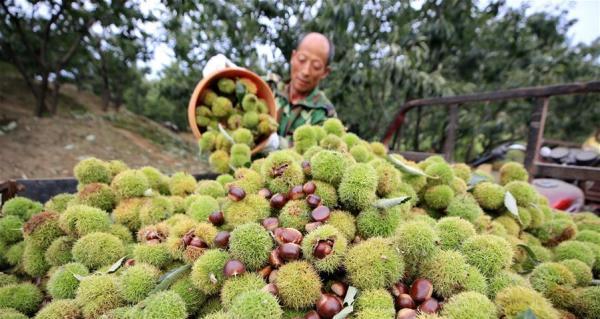 板栗亩产量多少斤（探寻提高板栗产量的方法）