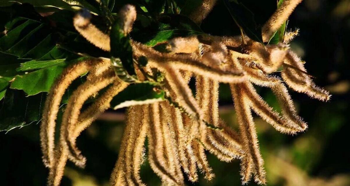 板栗树的开花时间及特点（一般在什么月份开花）