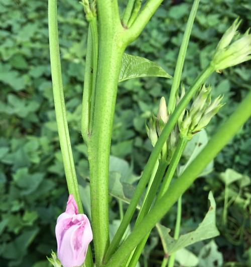 红薯开花预示着什么意思（红薯开花的象征与意义）