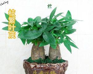 办公室招财植物之选购指南（打造宜人办公环境）