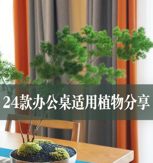 如何选择适合办公桌的植物（让工作环境更加健康舒适的7种植物）