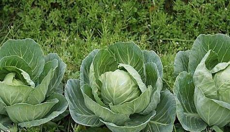 包菜的种植方法与技巧（包菜的最佳播种时间及关键注意事项）