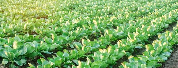 包菜最佳播种时间（包菜种植的技巧和注意事项）