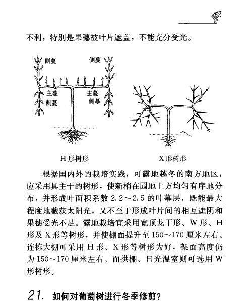 龟背竹修剪技巧（如何正确修剪龟背竹）