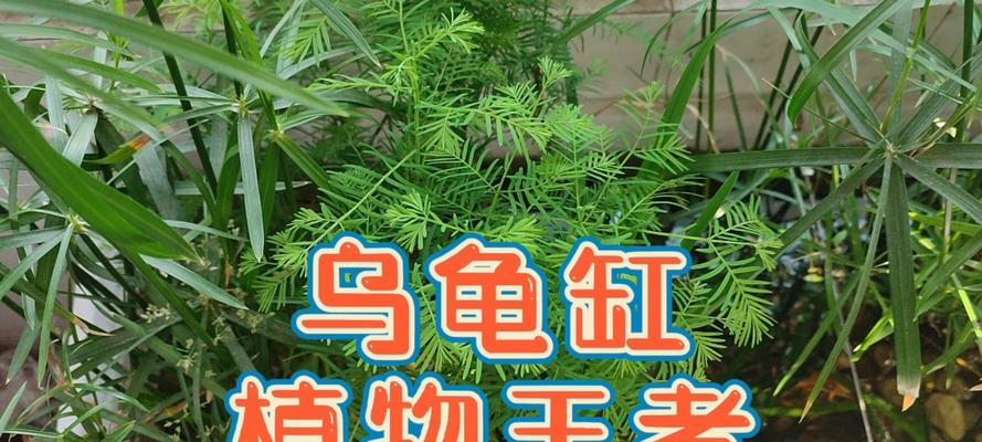 龟缸中适合生长的植物（选择植物）