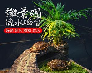 龟缸中适合生长的植物（选择植物）