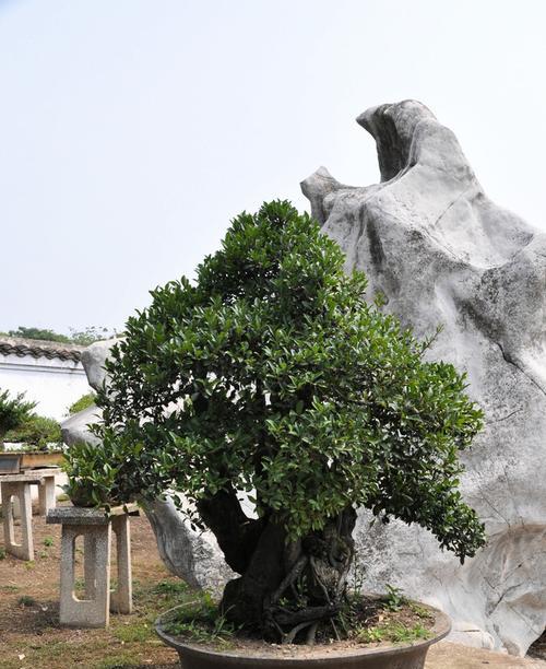 鬼拍手是什么树？为什么叫鬼拍手？——揭开神秘的鬼拍手