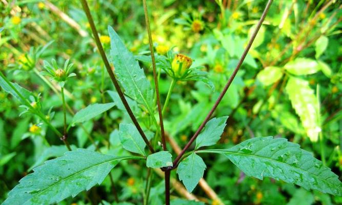 探秘鬼针草的生长环境（从海拔高度到土壤酸碱度）