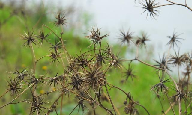 鬼针草是被子植物吗？——解析鬼针草的分类学位置